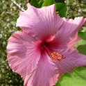 Hibiscus rosa-sinensis rose (2)